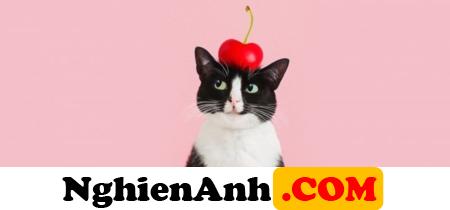 Hình Ảnh Bìa Cute chú mèo đội trái chery trên đầu