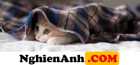 Hình Ảnh Bìa Cute chú mèo núp trong chiếc chăn