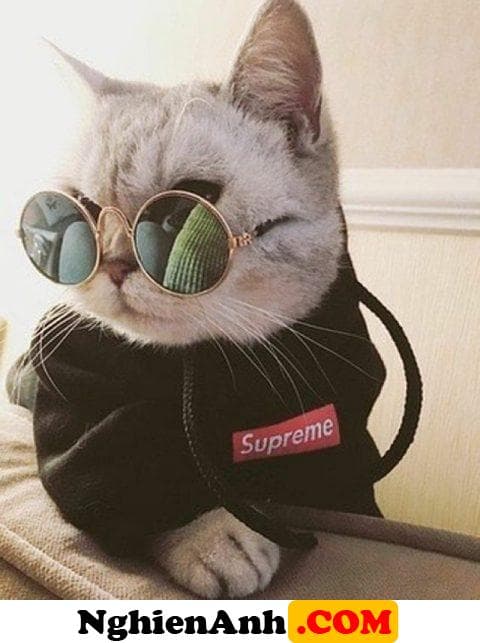 Ảnh avatar đẹp mèo đeo kính siêu ngầu